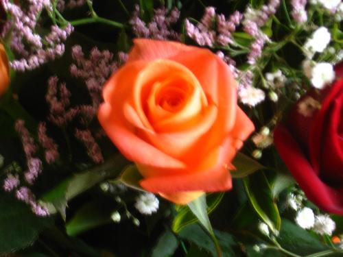 Roses - Roses