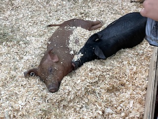 Pigs at the Kentucky State Fair.  Photo taken by and the property of FourWalls.