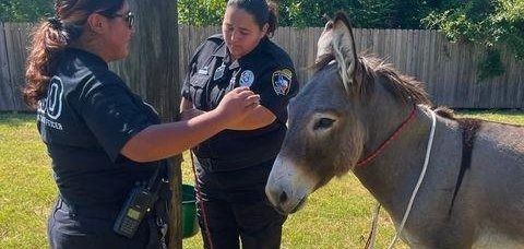 Animal control officers with a donkey that was wandering in the streets of San Antonio Animal control officers with a donkey that was wandering in the streets of San Antonio