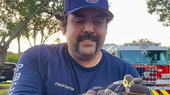 PBFR firefighter rescues six duckling trapped in a storm drain in Florida. PBFR firefighter rescues six duckling trapped in a storm drain in Florida.