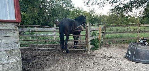 A horse that was trapped over a fence in Indiana rescued by firefighters A horse that was trapped over a fence in Indiana rescued by firefighters