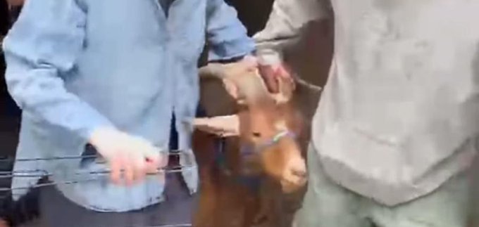 A goat named Caleb being returned to his home in Harvard Massachusetts