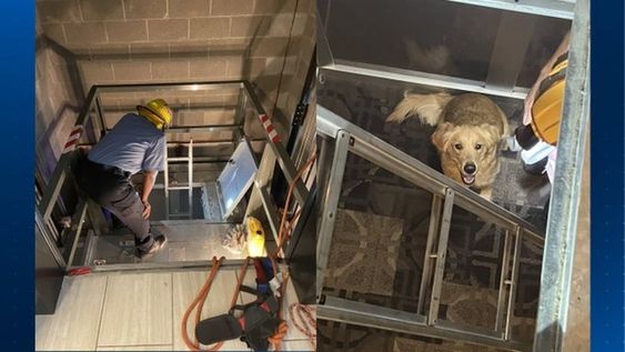 EMS employees rescue a female patient and her dog who were inside of an elevator EMS employees rescue a female patient and her dog who were inside of an elevator