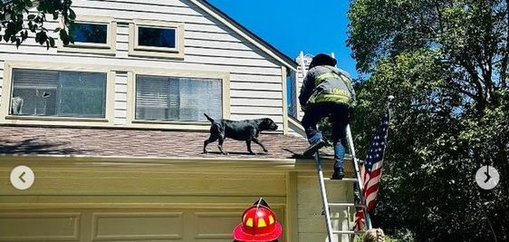Firefighters in Sam Ramon Valley Fire Protection rescue a dog stranded on a roof Firefighters in Sam Ramon Valley Fire Protection rescue a dog stranded on a roof