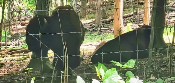 Three bison leave a farm in Connecticut and come back with a baby bison