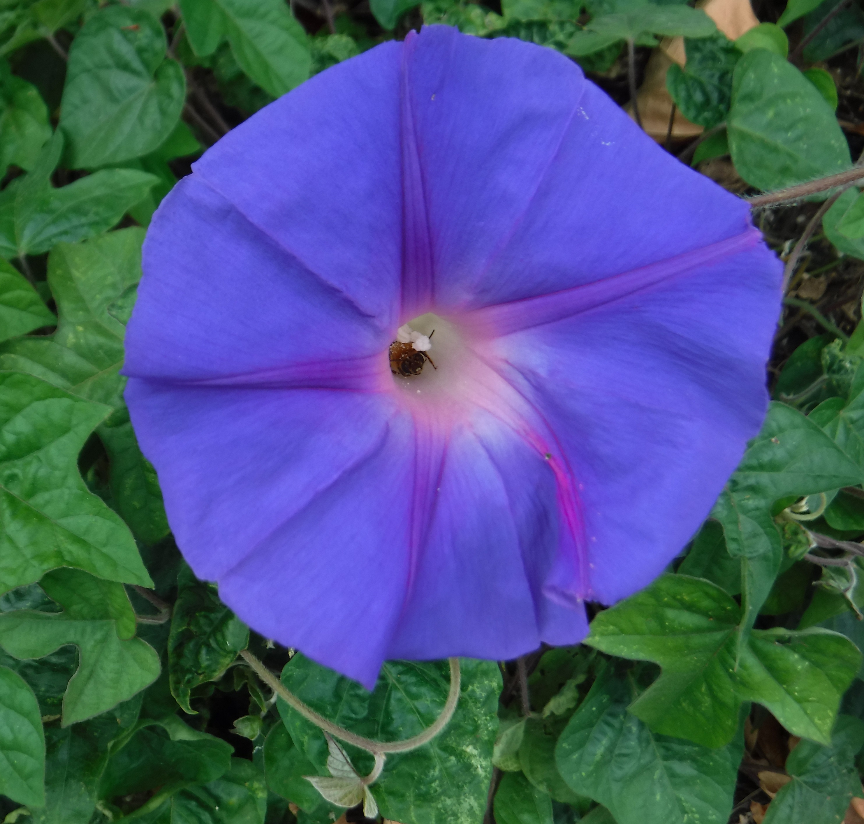 Morning glory at my house. 
