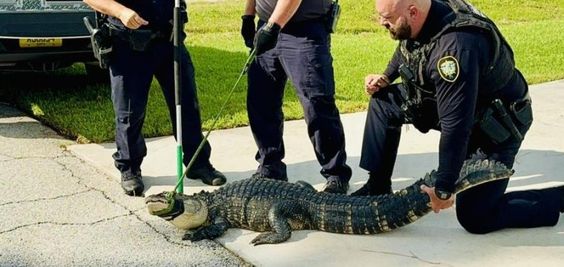 Police officers and animal control officer capture a six foot alligator in Florida