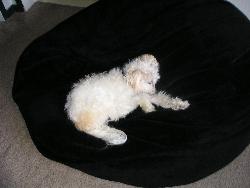 Relaxing Rascal - Rascal taking a comfy nap in his bean bag