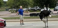 A loose ostrich sighting in Sioux Falls South Dakota. A loose ostrich sighting in Sioux Falls South Dakota.