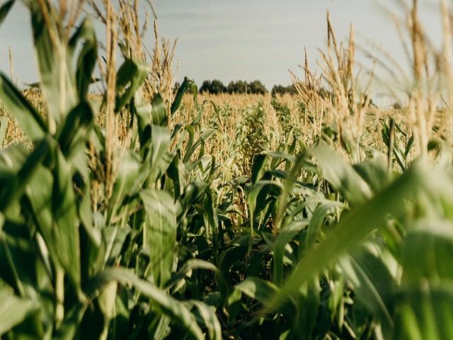 Cornfield in Fond da Lac County in Wisconsin Cornfield in Fond da Lac County in Wisconsin