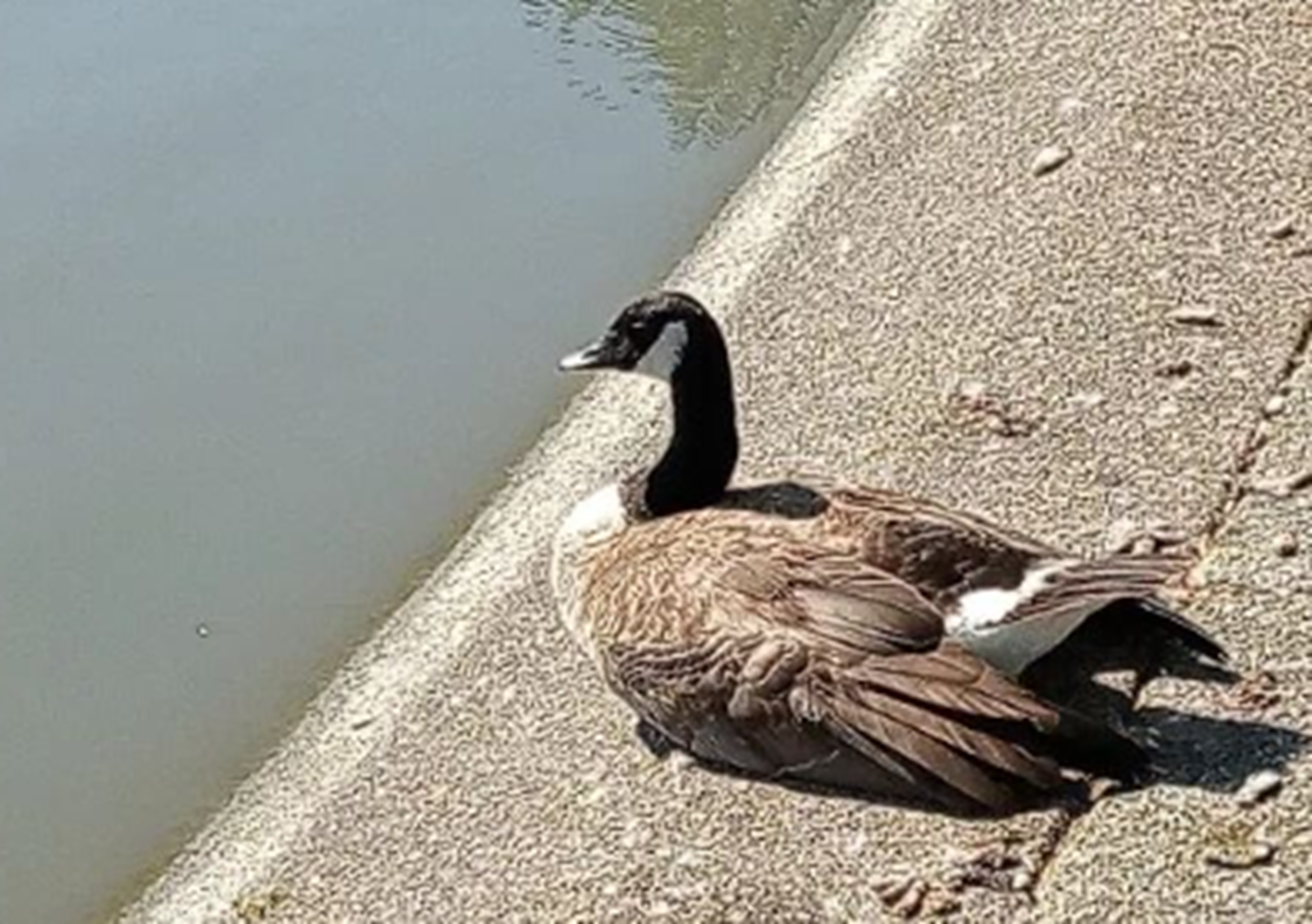 Photo I took of a goose at the park 7-25-24 Photo I took of a goose at the park 7-25-24