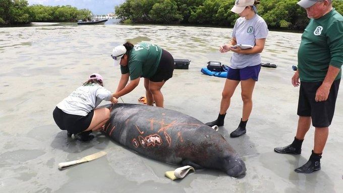 Authorities rescue a female manatee stranded in a sandbar in Florida. Authorities rescue a female manatee stranded in a sandbar in Florida.