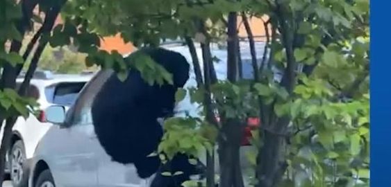 Female bear climbs into an auto to steal chips in New Hampshire