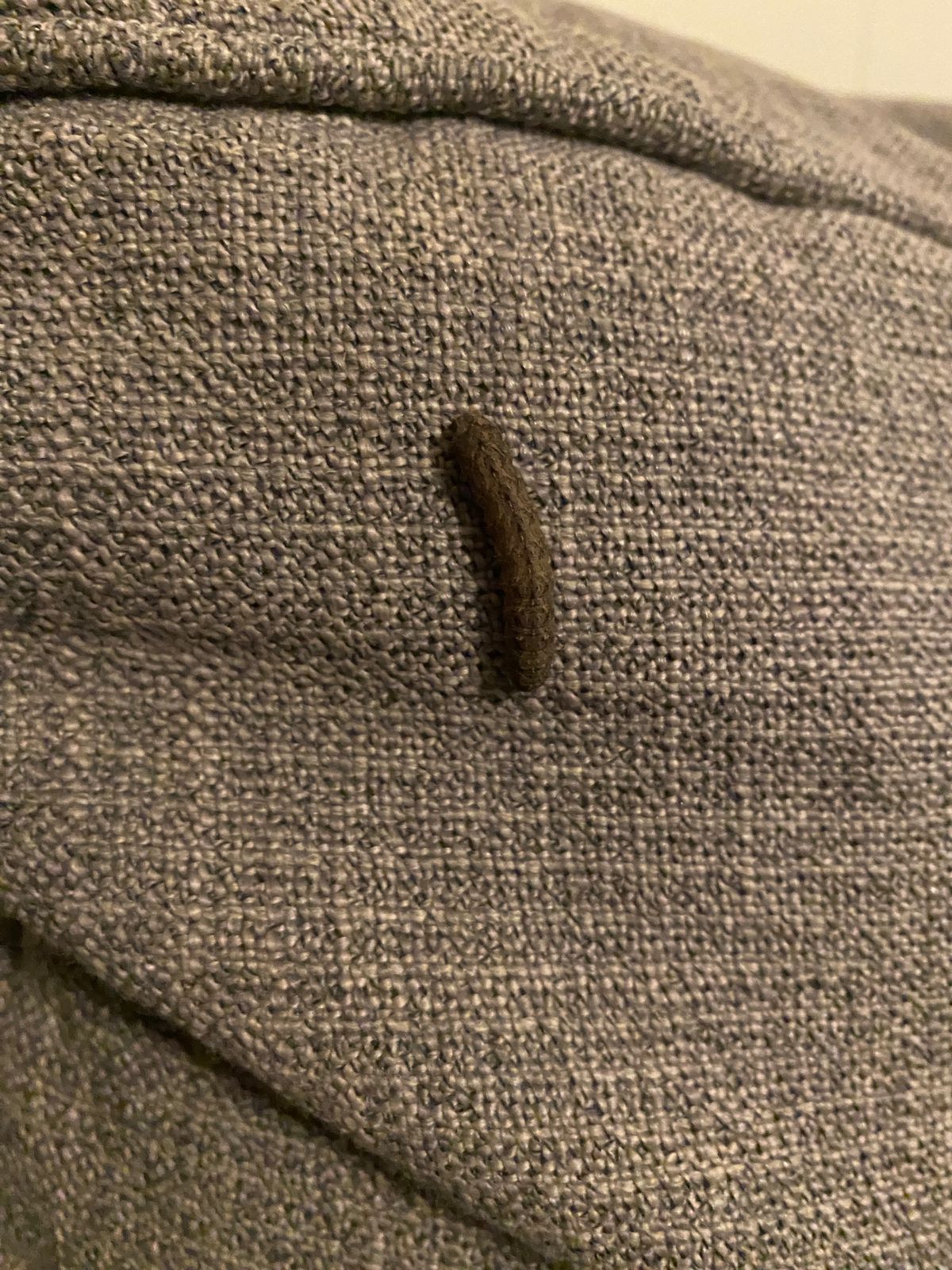 Hairy, itchy caterpillar Hairy, itchy caterpillar