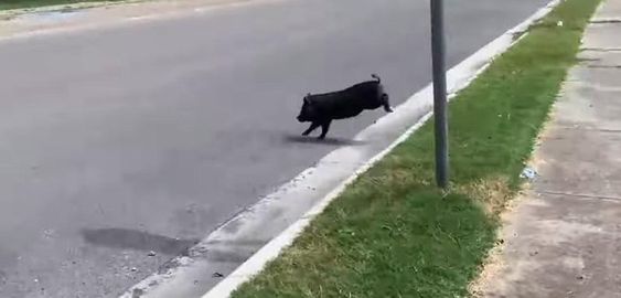 A loose hog who was seen running in Corpus Christi Texas caught by animal control officers