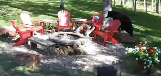 A black bear nearly harms a boy eating a snack in Aspen Colorado