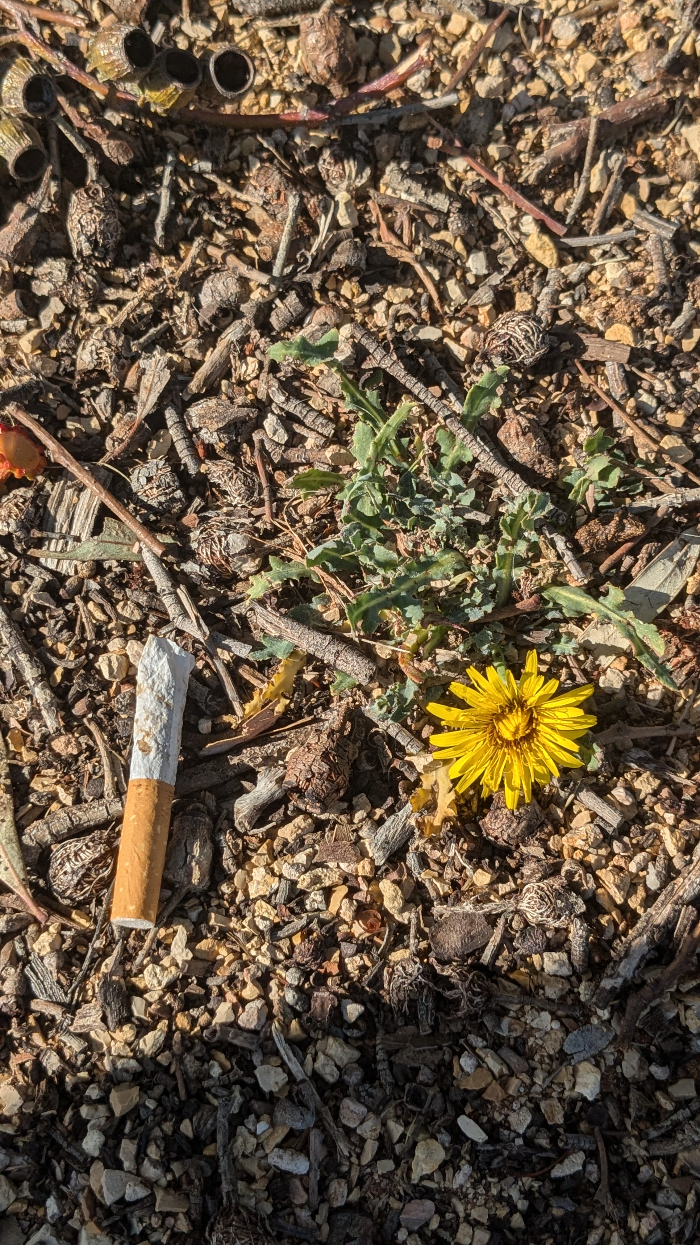 Flower on the wayside 