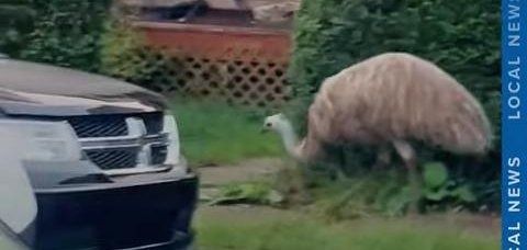 An emu seen wandering in streets of McKeesport Pennsylvania. An emu seen wandering in streets of McKeesport Pennsylvania.