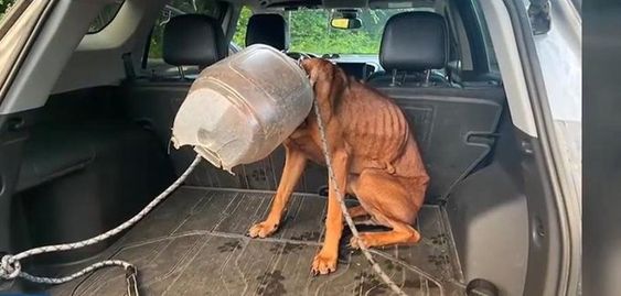 A male dog named Buckethead rescued in Derby Vermont A male dog named Buckethead rescued in Derby Vermont