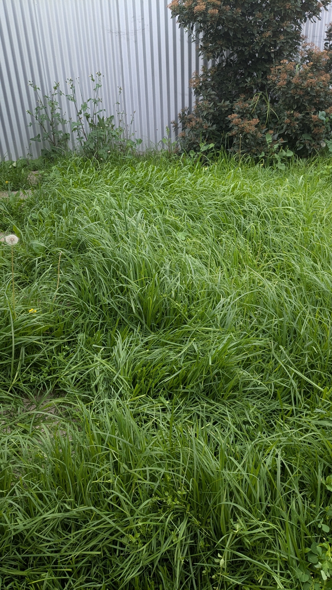 Overgrown backyard