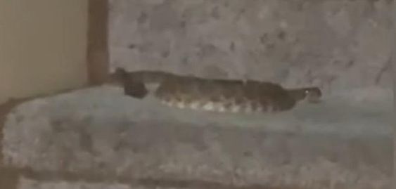 Rattlesnake enters a home in California. Rattlesnake enters a home in California.