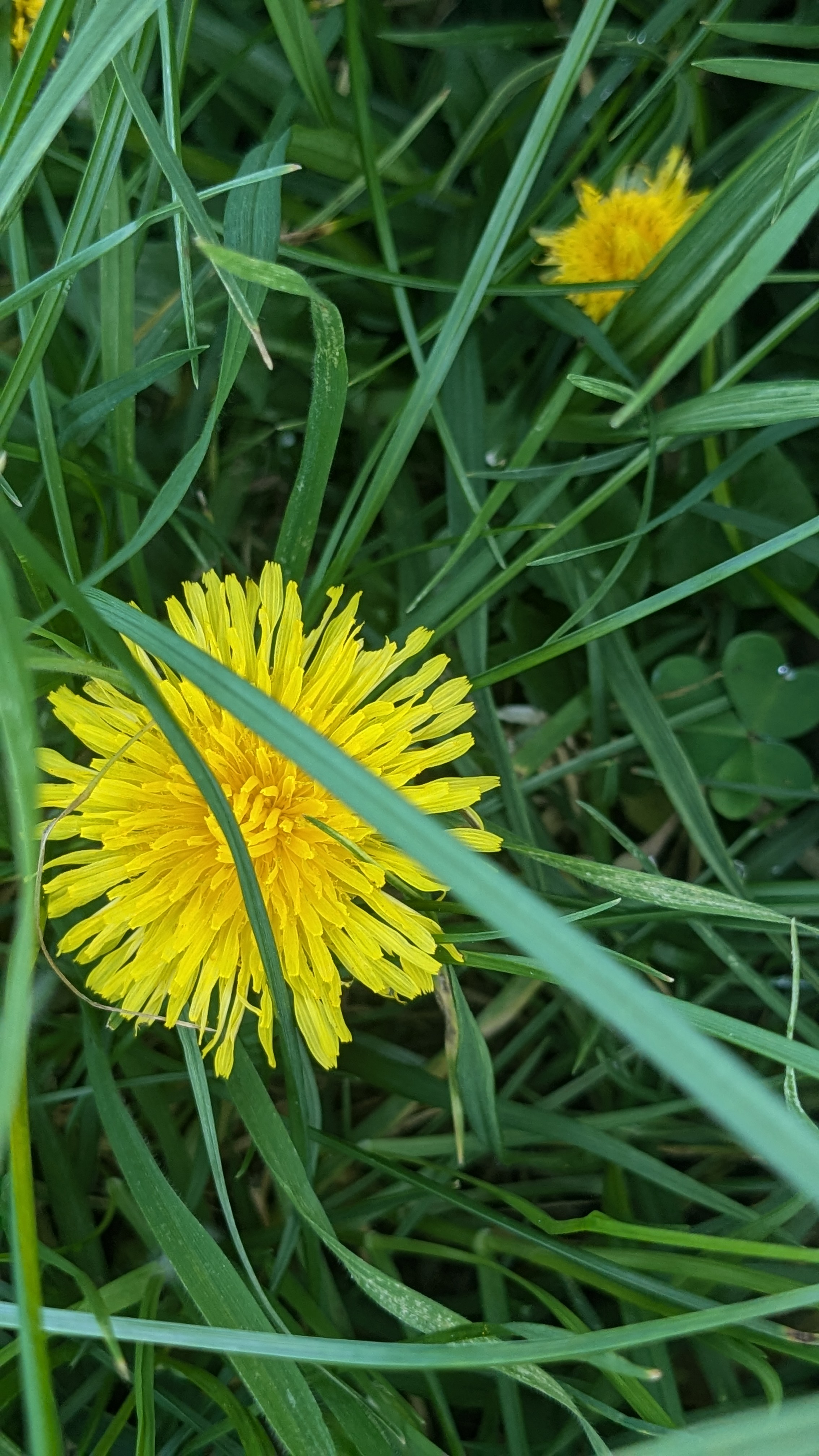 Pretty weed flowers