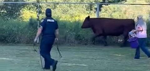 East Bridgewater Police Officer assists a female owner of a cow who was in the streets. East Bridgewater Police Officer assists a female owner of a cow who was in the streets.