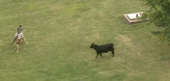 Farmers and ranchers team up to capture a loose bull in Illinois. Farmers and ranchers team up to capture a loose bull in Illinois.