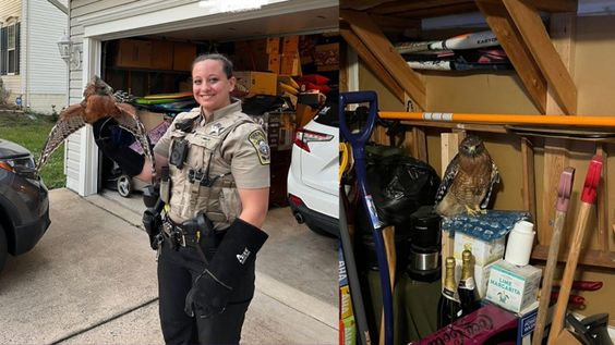 Stafford County deputy poses with a hawk that she rescued in a garage in Virginia Stafford County deputy poses with a hawk that she rescued in a garage in Virginia