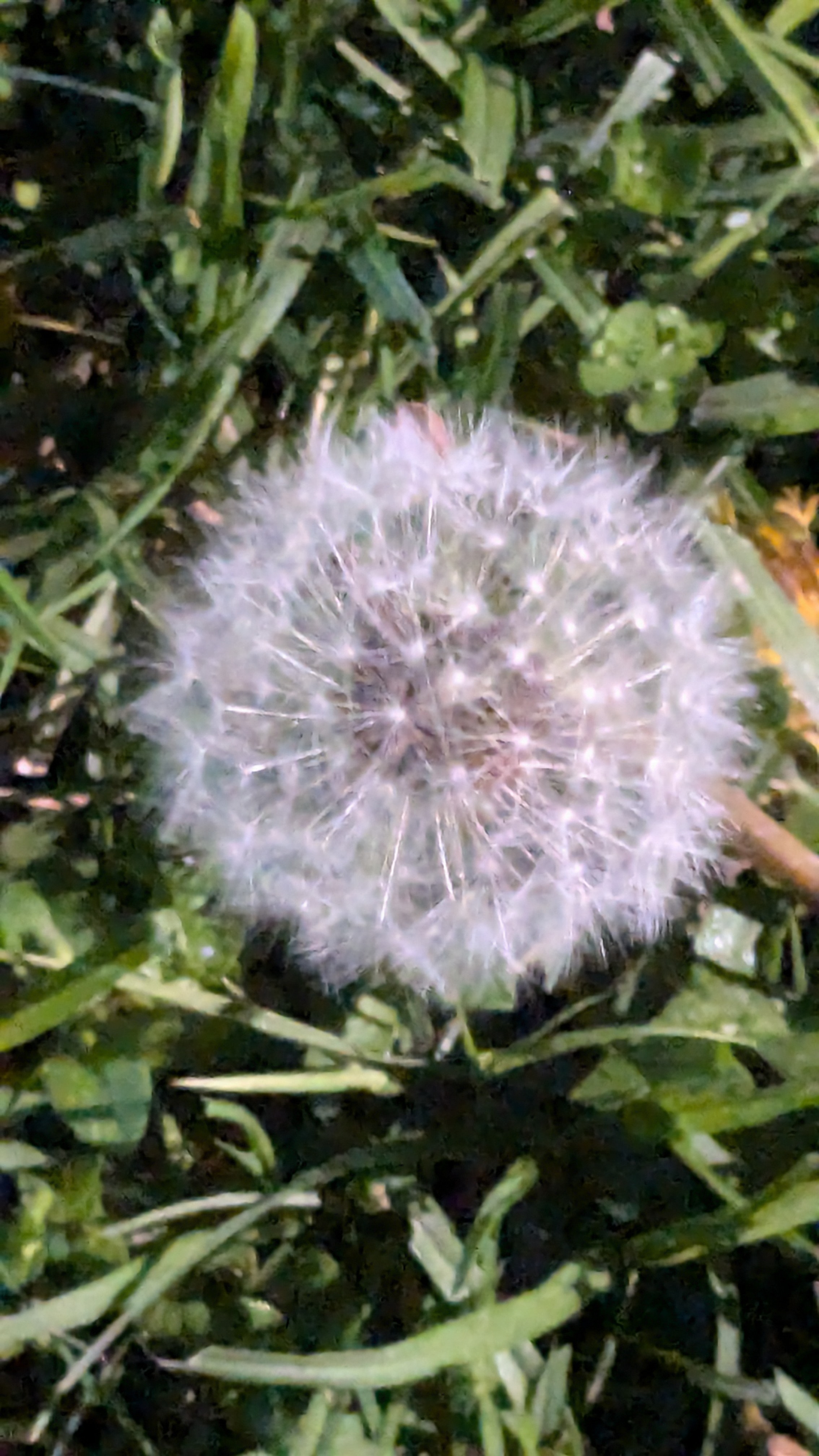 Are dandelions edible?