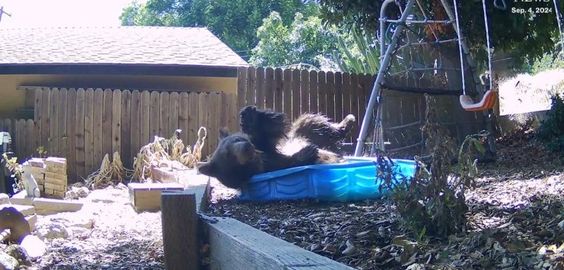 Bear gets into a kids swimming pool in California 