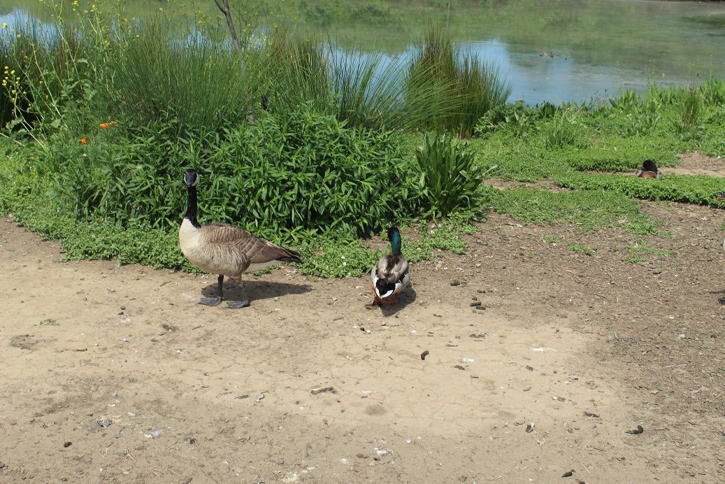 duck pond