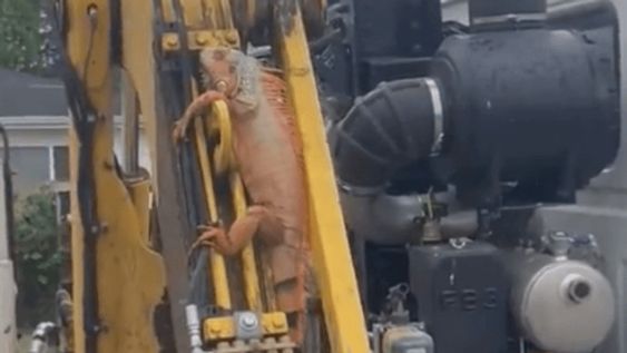 Iguana gets a ride with a Chattanooga City Public truck. Iguana gets a ride with a Chattanooga City Public truck.