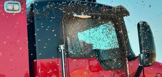 Bees on a firetruck in California Bees on a firetruck in California