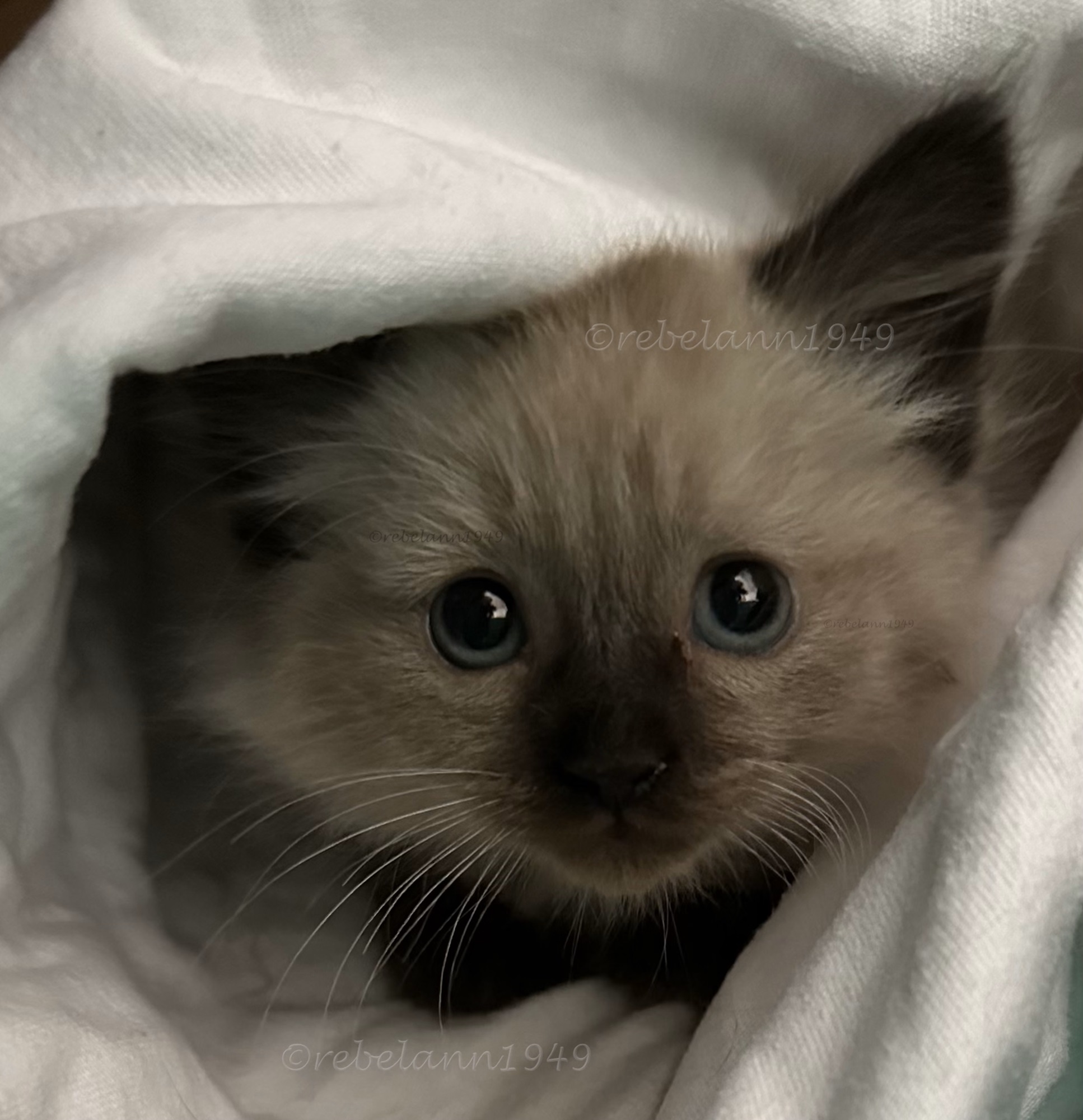 Tuffy when he was about 5 weeks old, sooo cute