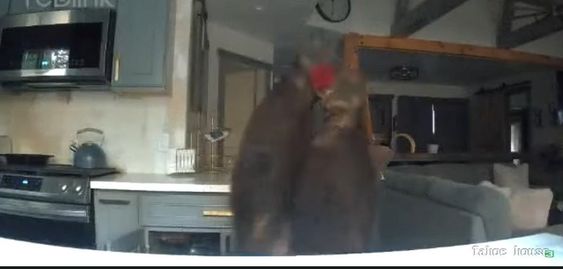 A bear enters a cabin in South Lake Tahoe to eat a jar with jelly.