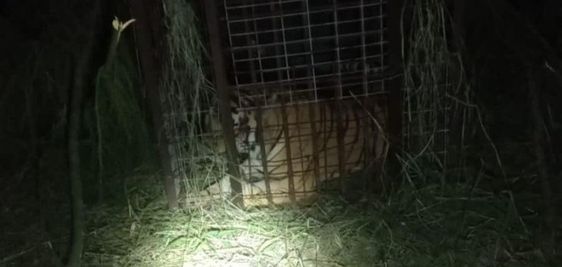 Escaped tiger captured in Mexico near the Texas border Escaped tiger captured in Mexico near the Texas border