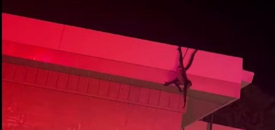 A monkey rescued by firefighters in Indiana A monkey rescued by firefighters in Indiana