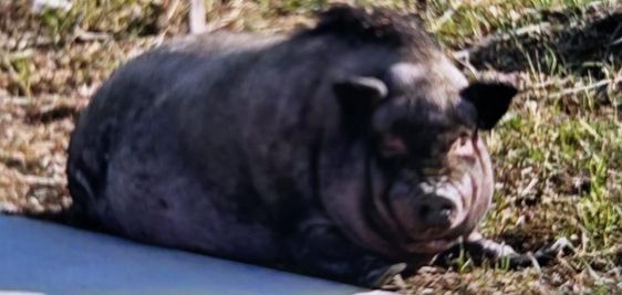 A loose hog in Wisconsin needs to be returned with his owner
