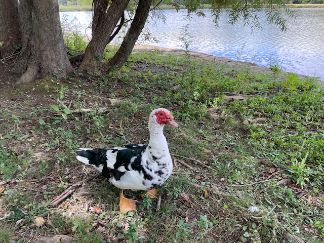 Muscovy duck at Freeman Lake, Elizabethtown, KY. Photo taken by and the property of FourWalls. Muscovy duck at Freeman Lake, Elizabethtown, KY. Photo taken by and the property of FourWalls.