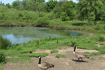 Duck pond.