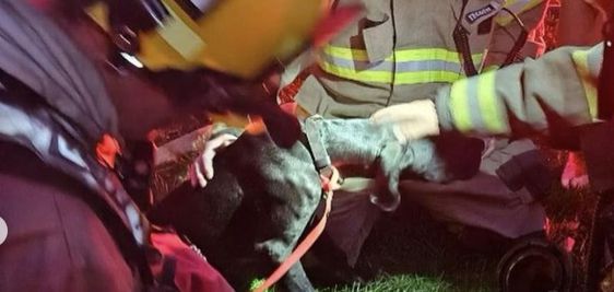 A dog given CPR by firefighters in Utah A dog given CPR by firefighters in Utah
