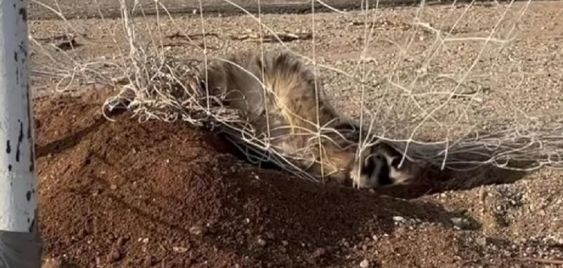 Badger entangled in a soccer net in Arizona Badger entangled in a soccer net in Arizona