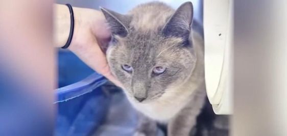 Cat found in California by a stranger after the cat vanished in June