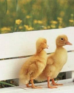 Birds - Birds