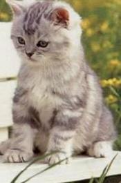 Cat - Cat