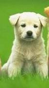 Dog - Dog