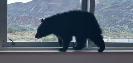 Bear sighting in Aspen Colorado cafeteria