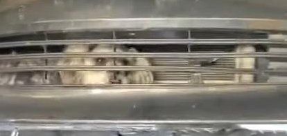 Dog rescued in Florida. Dog rescued in Florida.