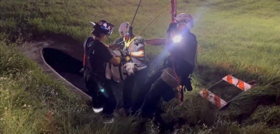 Firefighters rescue a female dog that fell down a cave in Florida. 